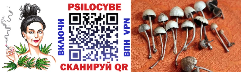 Псилоцибиновые грибы Psilocybine cubensis  как найти   Иноземцево 